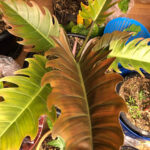 Philodendron Caramel Marble