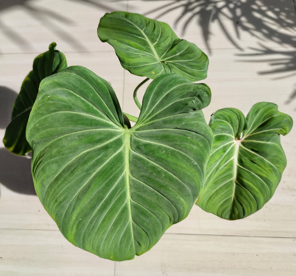 A Philodendron glorious plant in the light