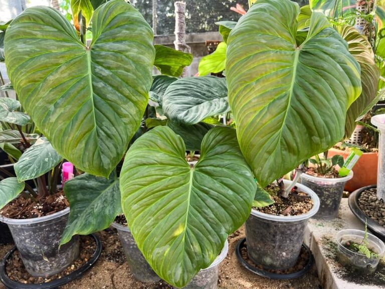 Philodendron Ilsemanii Care Guide (& Where to Buy) - Home Garden Hero