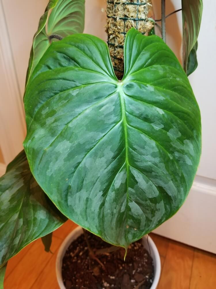 Philodendron Majestic with soil