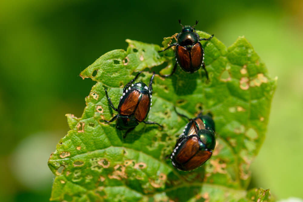 Where do Japanese Beetles go at night?
